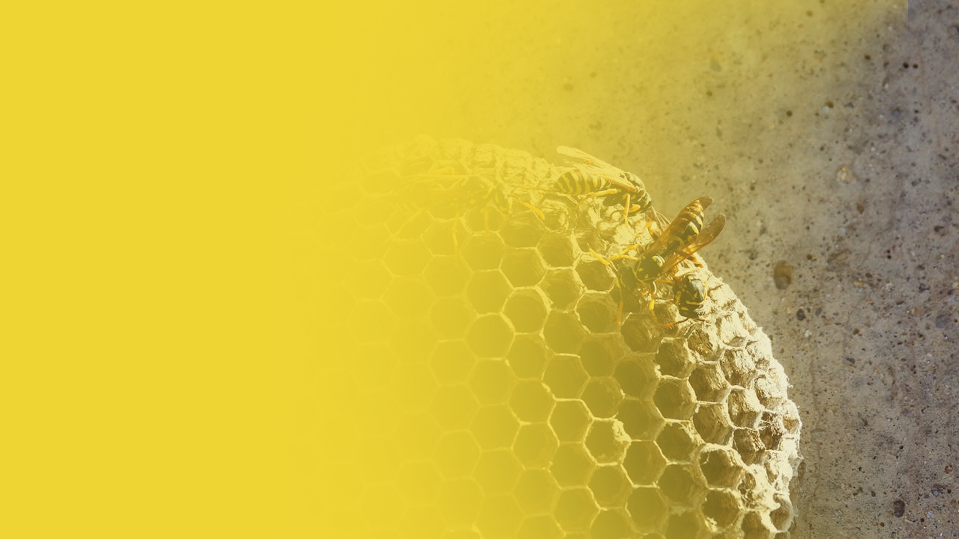 Wespennest Bestrijden in Amersfoort - Wespennesten Bestrijding Spakenburg